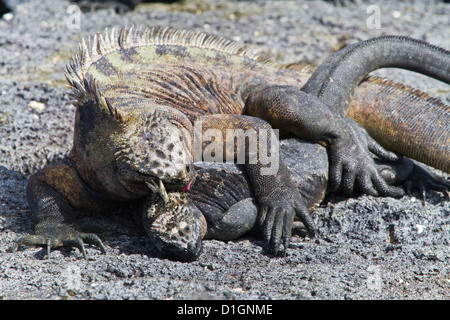Galapagos marine iguana (Amblyrhynchus cristatus), Fernandina Island, Galapagos Islands, Ecuador, South America Stock Photo
