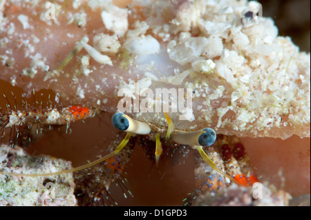 Hermit crab (Dardanus lagopodes), Sulawesi, Indonesia, Southeast Asia, Asia Stock Photo
