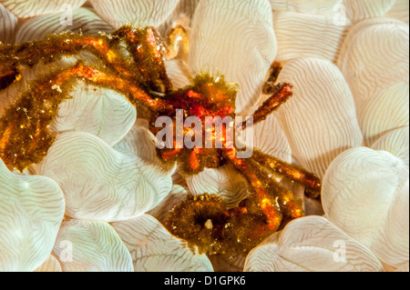 Orangutan crab (Achaeus japonicus), Sulawesi, Indonesia, Southeast Asia, Asia Stock Photo