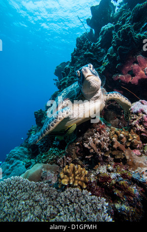 Green turtle (Chelonia mydas), Sulawesi, Indonesia, Southeast Asia, Asia Stock Photo