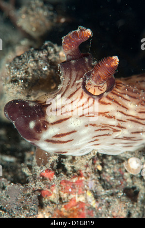 Jorunna rubescens nudibranch, Sulawesi, Indonesia, Southeast Asia, Asia