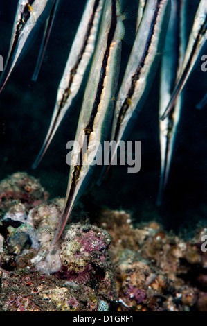 Razorfish (Aeoliscus strigatus), Sulawesi, Indonesia, Southeast Asia, Asia Stock Photo