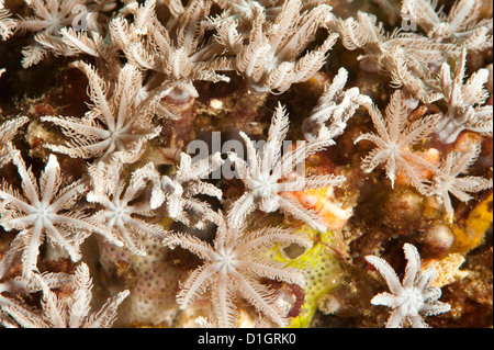 Tree fern soft coral (Clavularia sp.), Sulawesi, Indonesia, Southeast Asia, Asia Stock Photo