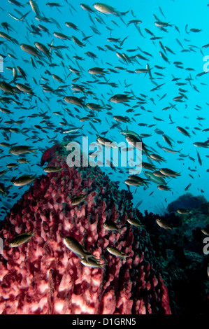 Reef scene with vase sponge and school of fish, Thailand, Southeast Asia, Asia Stock Photo