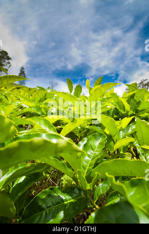 Tea plantation close up in Cameron Highlands, Malaysia, Southeast Asia, Asia Stock Photo