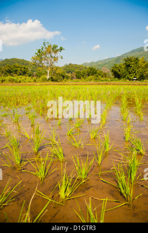 Rice paddy field landscape in the mountains surrounding Chiang Rai, Thailand, Southeast Asia, Asia Stock Photo