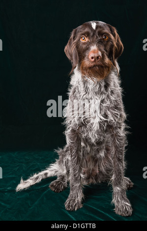 German wirehaired pointer sitting and stearign. Stock Photo