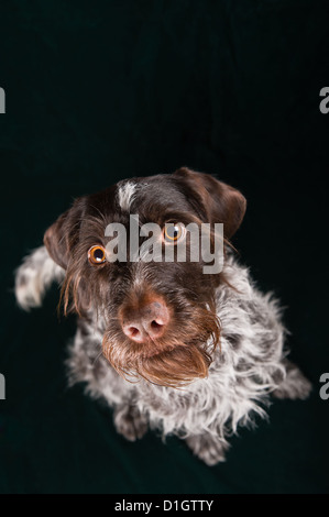 German wirehaired pointer sitting and stearign. Stock Photo