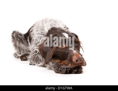 Lying German wire-haired pointer with white background. Stock Photo