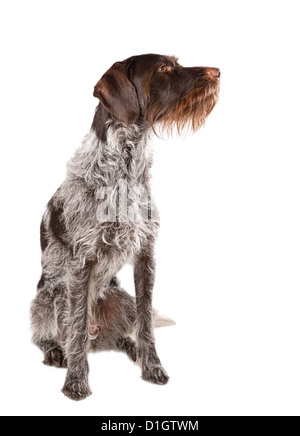 Sitting German wire-haired pointer with white background. Stock Photo