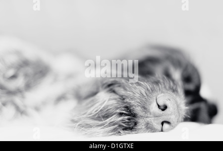 Wire-haired pointer asleep, focus on nose, black and white photo. Stock Photo