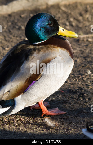 Duck on the Lake Weißensee in Pankow in Berlin, Germany Stock Photo