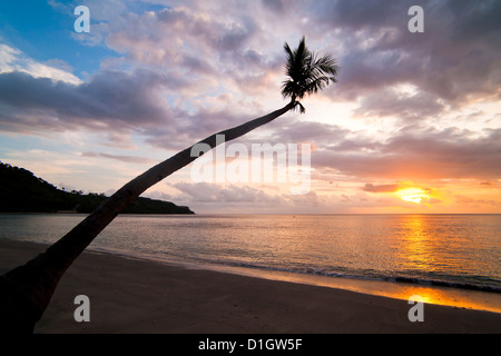 Overhanging palm tree at Nippah Beach at sunset,l Lombok Island, Indonesia, Southeast Asia, Asia