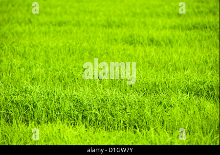 Rice paddy fields near Chiang Rai, Thailand, Southeast Asia, Asia Stock Photo