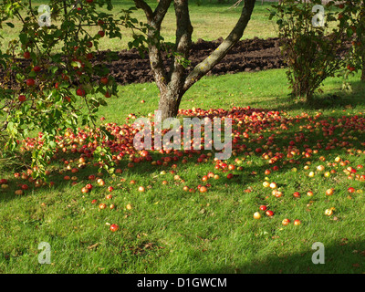 Lot of red fallen apples on grass under the apple tree Stock Photo