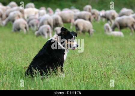 Sheepdog watching the herd, Sheep Dog Border Collie Guarding Farm Sheep Border Collie Sheep Herd of sheep Stock Photo