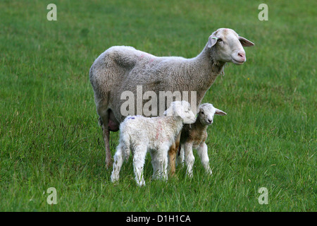 Three sheep, two lambs newborn on green spring meadow farm, ewe lamb field, cute lamb Stock Photo