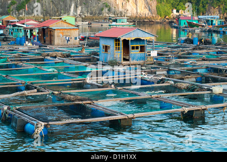 Picture of fish farms and floating homes adjacent to Cat Ba Island in Halong Bay Stock Photo