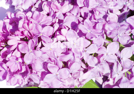 lilac flower isolated on white background Stock Photo