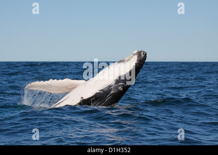 Young Humpback Whale (Megaptera novaeangliae) breaching, leaping in Byron Bay, New South Whales, Australia Stock Photo