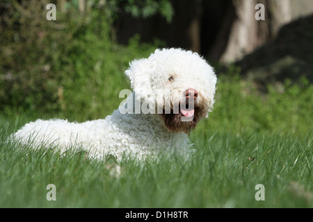 Dog Lagotto Romagnolo truffle dog white lying in the grass Stock Photo