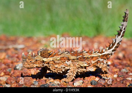 Thorny Devil well camouflaged on the ground. Stock Photo