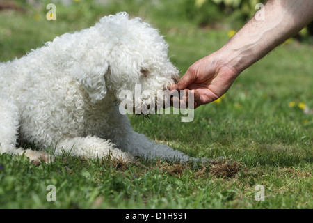 Dog Lagotto Romagnolo truffle dog searching truffles feel smell dig show Stock Photo