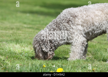 Dog Lagotto Romagnolo truffle dog searching truffles feel smell dig show Stock Photo