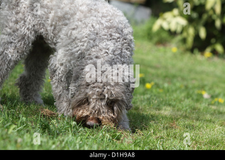 Dog Lagotto Romagnolo truffle dog searching truffles feel smell dig show Stock Photo