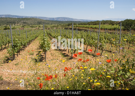 Elk192-2891 Croatia Dalmatian coast Hvar Island vineyards in countryside Stock Photo