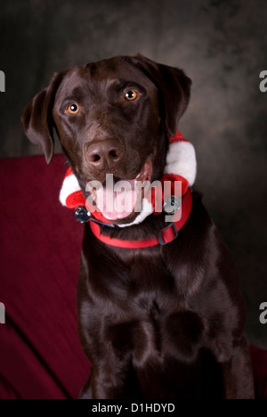 Vertical image of a head and shoulders view of a beautiful, Chocolate Lab looking into the camera.