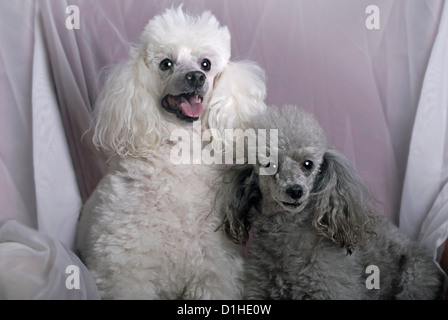 A horizontal close up portrait of a white miniature poodle and a gray toy poodle against a soft, white drape. Stock Photo