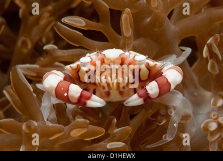 Harlequin Crab (Lissocarcinus laevis) on its host anemone, off Lintea Island, Indonesia Stock Photo