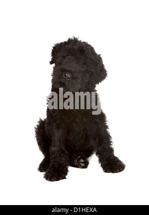 Black russian best sale terrier puppy