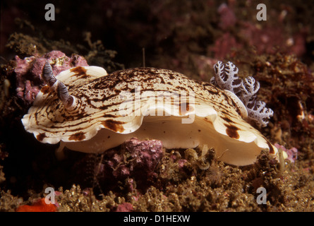 A nudibranch (Aphelodoris varia) below North Head, Sydney, New South Wales, Australia Stock Photo