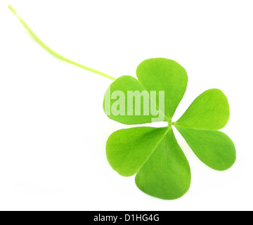 Decorative clover leaves over white background Stock Photo