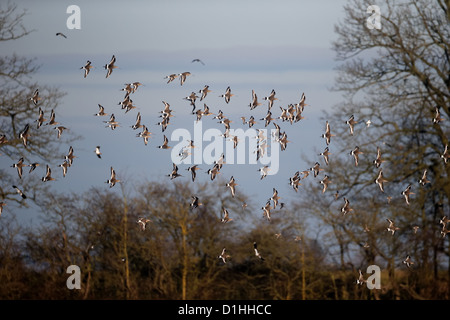 Black-tailed godwit, Limosa limosa, group in flight, Slimbridge, Gloucestershire, December 2012 Stock Photo