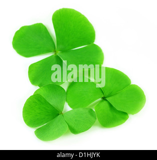 Decorative clover leaves over white background Stock Photo