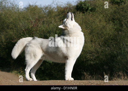 Dog Siberian Husky adult howling wolves Stock Photo