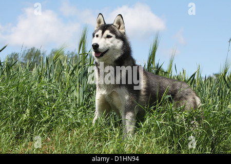 Black And White Siberian Husky Standing On The Standing Stock Photo Alamy