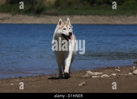 Dog Siberian Husky adult white and brown walking on the beach Stock Photo