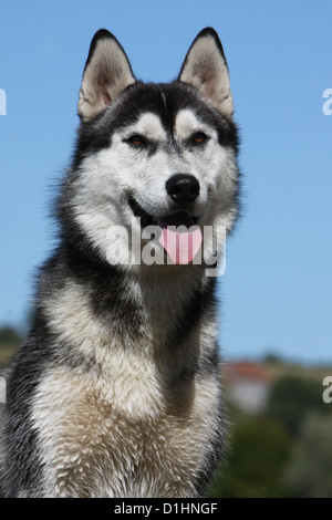 Black and white husky dog portrait with blue eyes in sky background ...