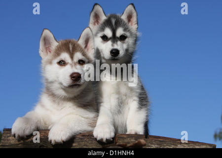 Dog Siberian Husky two puppies black and white white and brown on wood Stock Photo