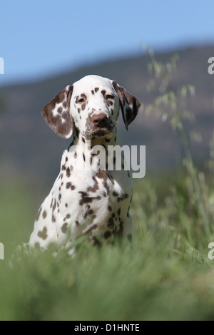 Dog Dalmatian / Dalmatiner / Dalmatien puppy sitting in a meadow Stock Photo