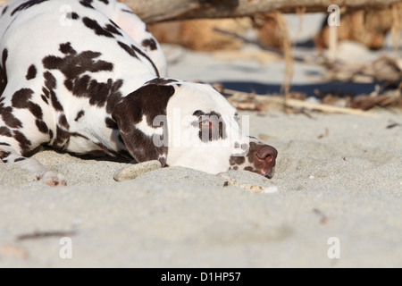Dog Dalmatian / Dalmatiner / Dalmatien adult lying on the beach Stock Photo