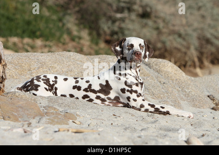 Dog Dalmatian / Dalmatiner / Dalmatien adult lying on the sand Stock Photo
