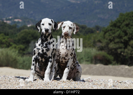 Dog Dalmatian / Dalmatiner / Dalmatien two puppies different colors sitting on the beach Stock Photo