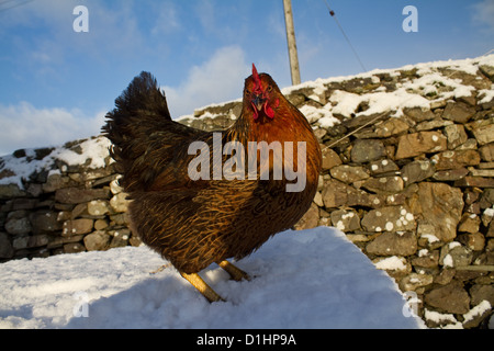 hen house in the wintertime Stock Photo - Alamy