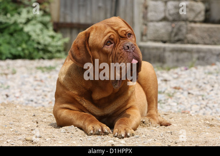 Dog Dogue de Bordeaux / Bordeaux Mastiff adult lying on the ground Stock Photo