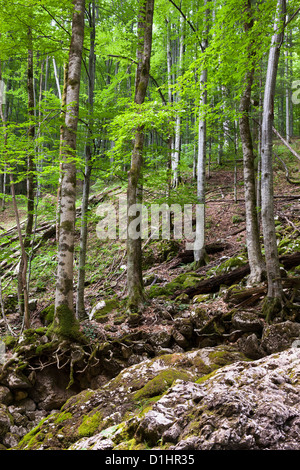 Landscape with an old beech forest on a mountain Stock Photo